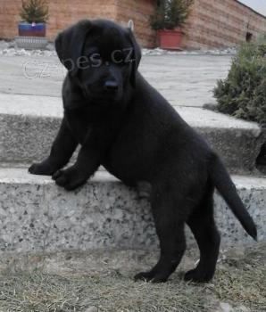 Labradorsk� retr�vr na prodej s PP
