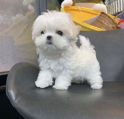 Malt�zsk� ps�k na prodej s PP