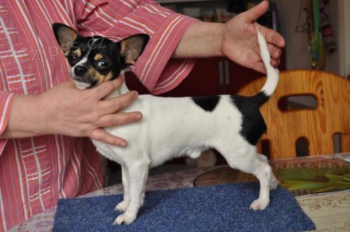 �ivava na prodej s PP