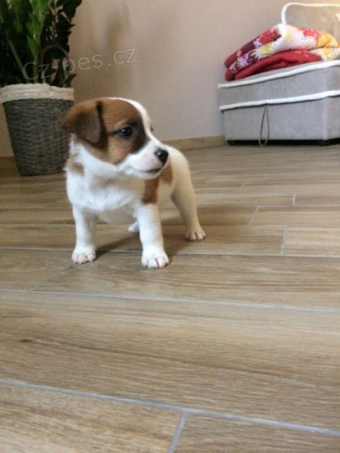 JACK RUSSELL ŠTĚŇATA JACK RUSSELL ŠTĚŇATA