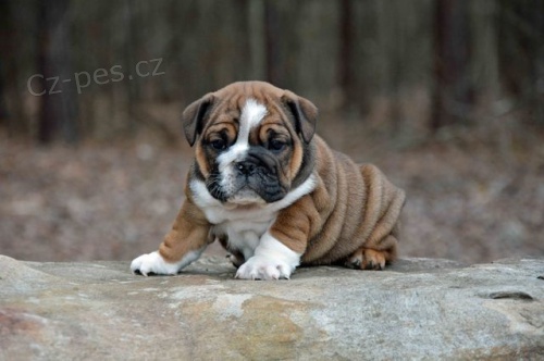 Anglick� buldok �t��ata.