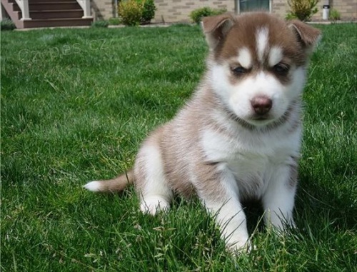 Sibiřské husky štěňata k dispozici s PP Sibiřské husky štěňata k dispozici s PP