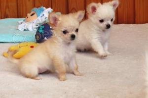 Čivava štěňátka k dispozici nyní s PP Čivava štěňátka k dispozici nyní s PP