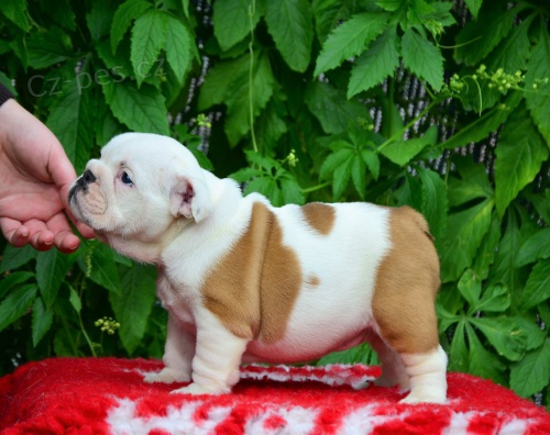 Anglické buldog šteňatá. Anglické buldog šteňatá.