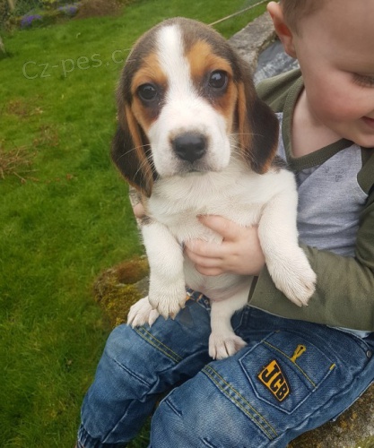 P��telsk� beagle �t��ata