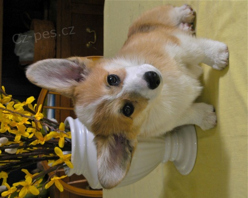 Dob�e tr�novan� Pembroke welsh Corgi �t���tka