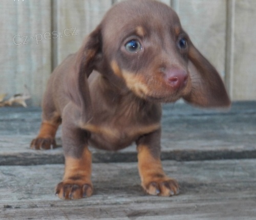 �ern� a op�len� �t���tka jezev��ka