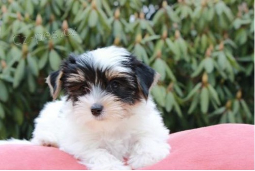 Yorkieshire hrnky �t��ata na prodej