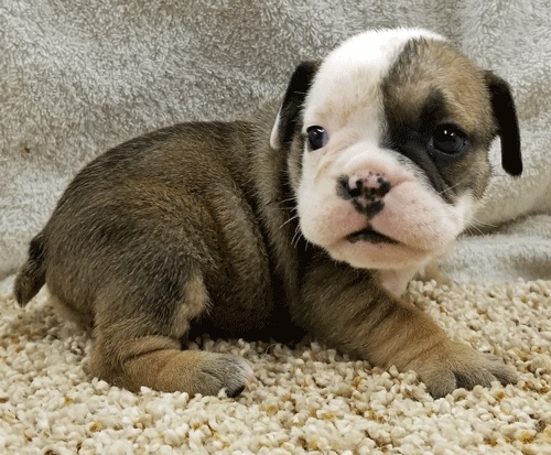 Klasick� anglick� �t���tko buldok�