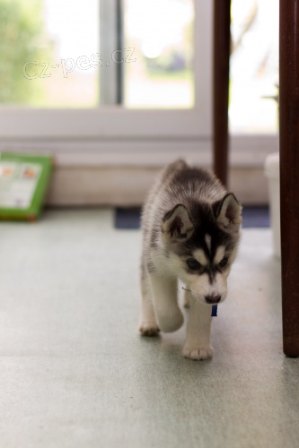 3 m�s�ce star� sibi�sk� husky �t���tka