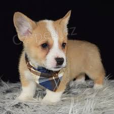 �t��ata Welsh Corgi Pembroke