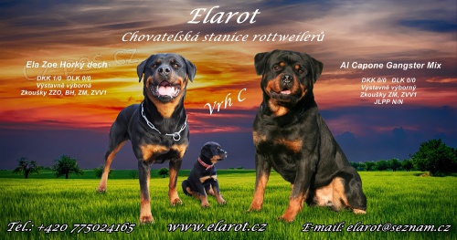 Rotvajler , rottweiler - �t�n� s PP 