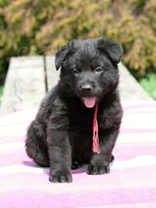 N�meck� ov��k �t��ata s PP