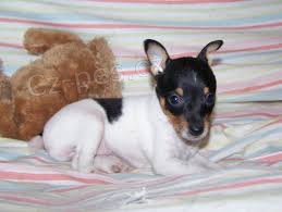 �t��ata Toy Fox Terrier na prodej. Kontakt pro v�ce informac�