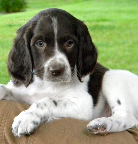 Francouz�t� �pan�l� Pro p�ijet�