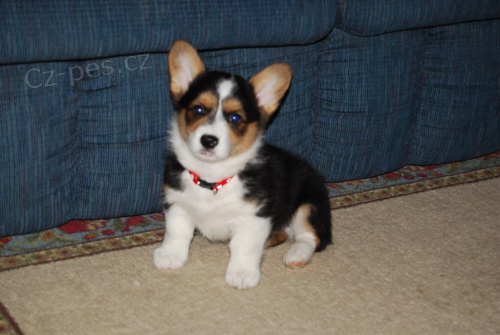 Kr�sn� a zdrav� welsh corgi Pembroke �t��ata.