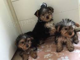 Psi a �t��ata Yorkshire Terrier