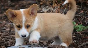 L�skav� vel�sk� corgi Pembroke �t��ata pro p�ijet�