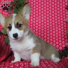 Welsh corgi Pembroke �t��ata pro p�ijet�