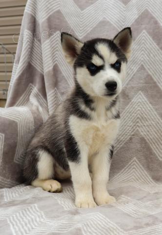 Krásné sibiřské Husky štěňata Krásné sibiřské Husky štěňata