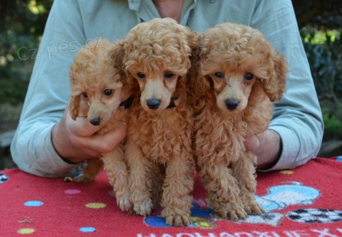 Pudl toy, trpasli�� �ervenoplav� s pp