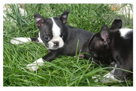  �teniatka Boston Terier 
