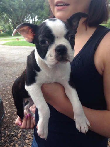 Bostonsk� teri�ry �t��ata