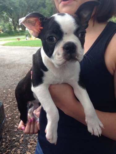 Bostonsk� teri�ry �t��ata