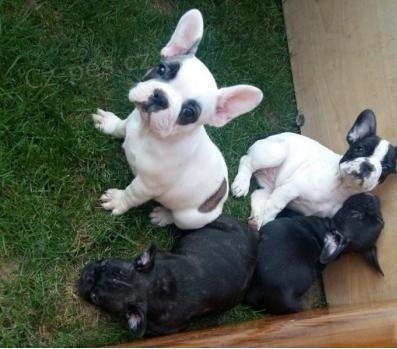 O�kovan� a vy�kolen� francouzsk� buldok �t��ata pro p�ijet�.