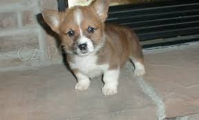 Welsh corgi pembroke �t��ata