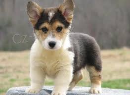 Roztomil� welsh corgi pembroke �t��ata pro nov� domov