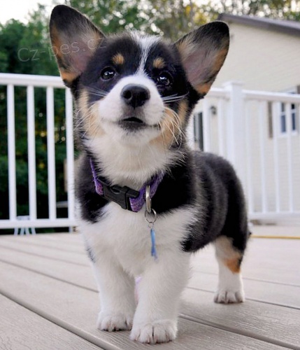 Pembroke Welsh Corgi s pp