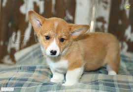 Pembroke Welsh Corgi s pp