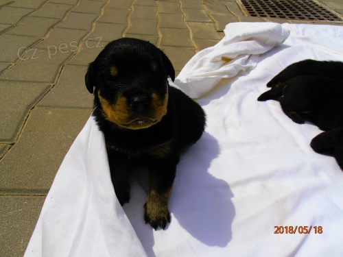 Rotvajler �t���tka s PP.