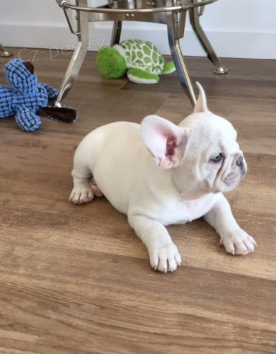 Dv� Francouzsk� buldo�ek �t��ata pro p�ijet�