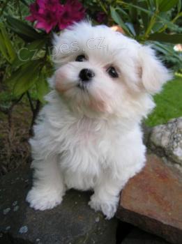 Malt�z��ek (malt�zsk� ps�k) s PP   