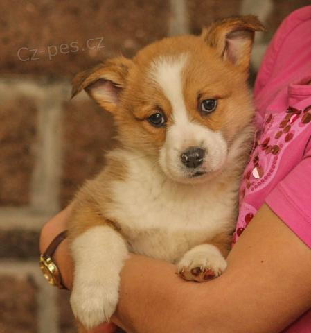 �istokrevn� �t��ata Pembroke Welsh Corgi