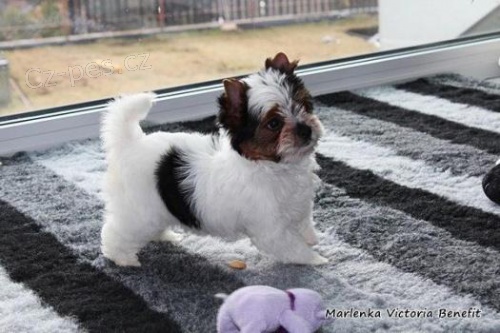 Yorkieshire hrnky �t��ata na prodej