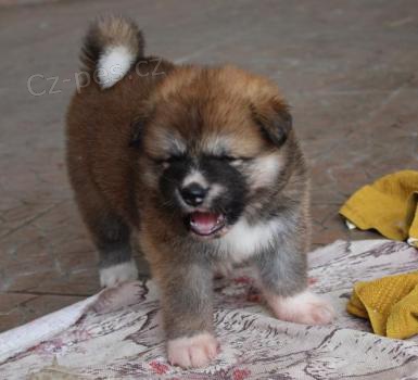 Akita-inu Akita-inu