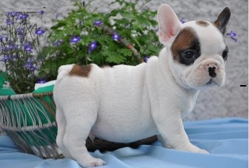 Francouzsk� buldo�ek �t��ata s pp