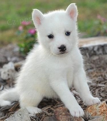 Sib�rsky hasky na predaj s PP
