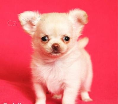 �ivava na prodej bez PP