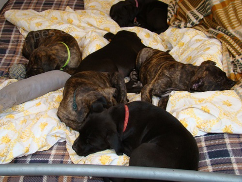 �t��ata pitbulterier