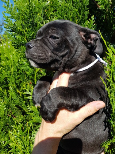 Staford��rsk� bulteri�r �t�n� s PP