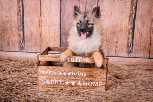 N�meck� �pic mal� a st�edn� s PP 