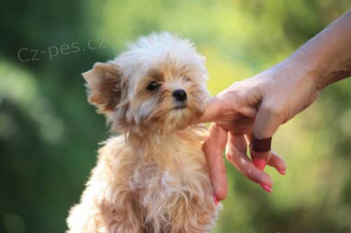 Golddust Yorkshire teriér Golddust Yorkshire teriér