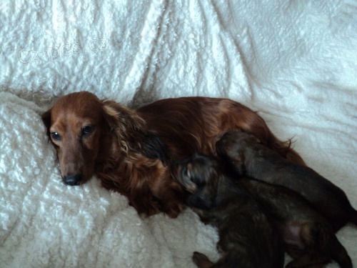 Jezevčík dlouhosrstý trpasličí Jezevčík dlouhosrstý trpasličí