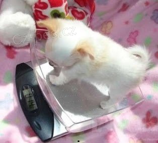 �ivava kr�tkosrst� s PP-fenky