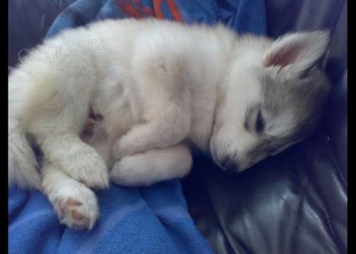 Sibi�sk� hasky fenka