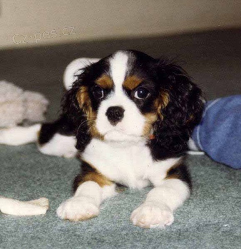 Cavalier King Charles �pan�lsk� �t���tka